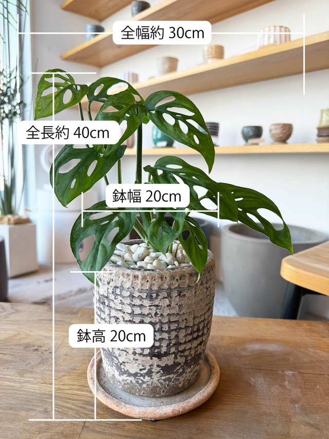 モンステラ・ラニアータ