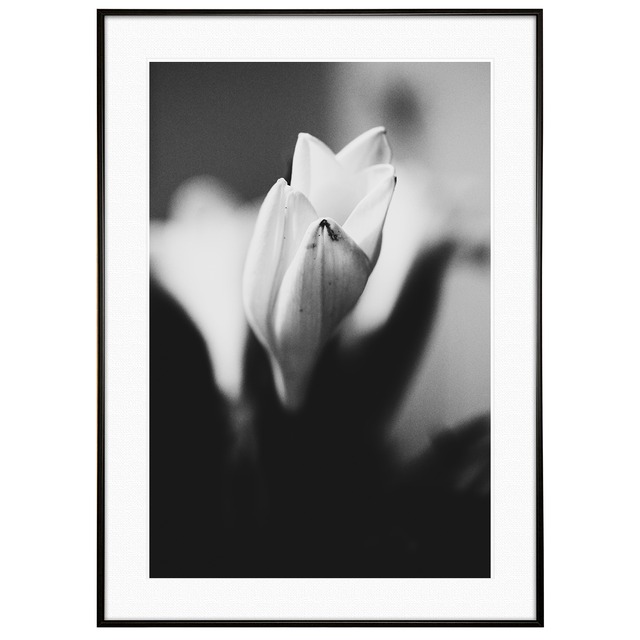 花写真 チューリップの花 インテリアモノクロアートポスター額装 AS2847