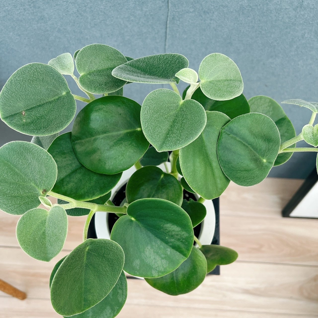 現品］【希少】♡かわいい♡ 2番 ペペロミア ホバリア 5号 観葉植物