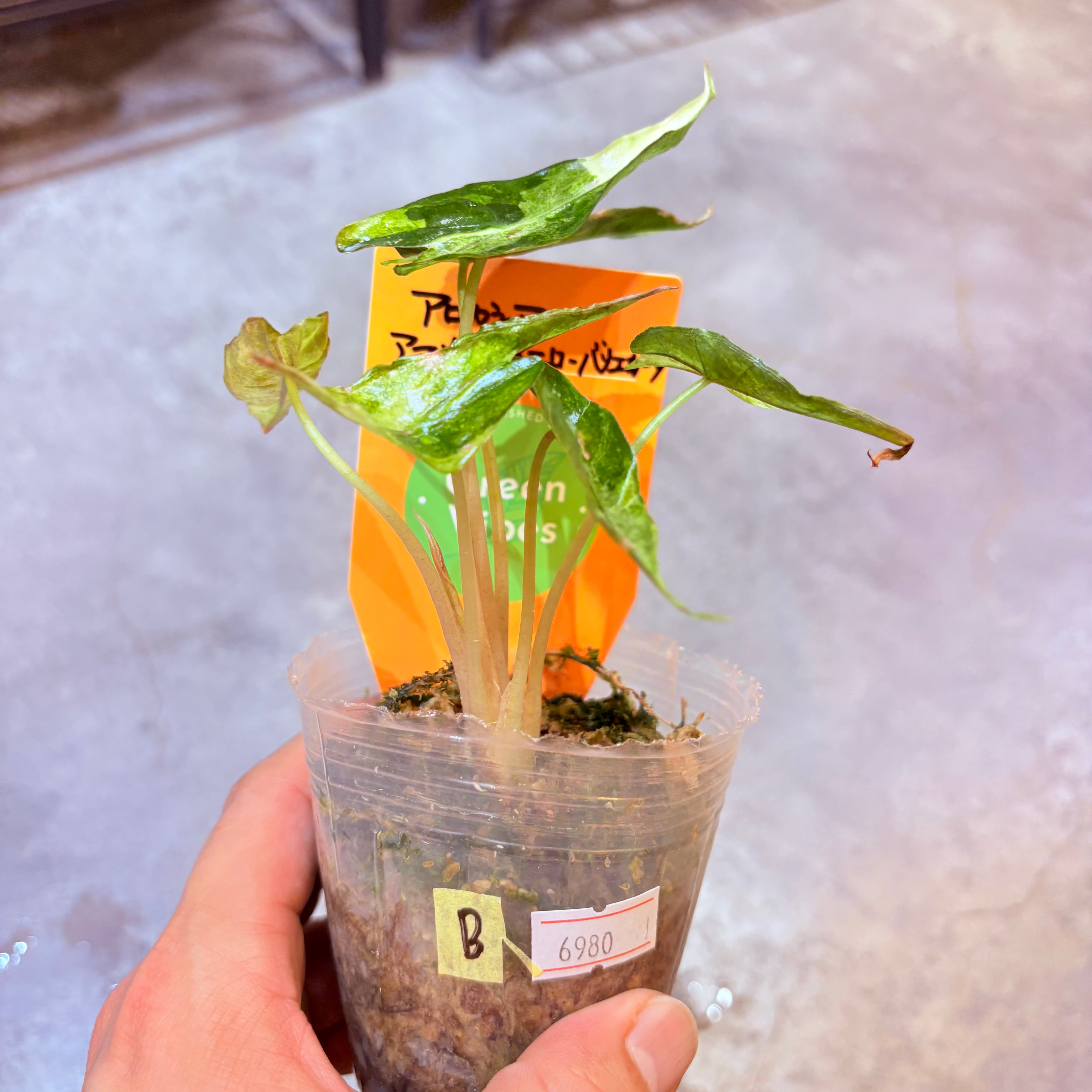 アロカシア アマゾニカ イエローバリエガータ 2.5号【B】 | Green