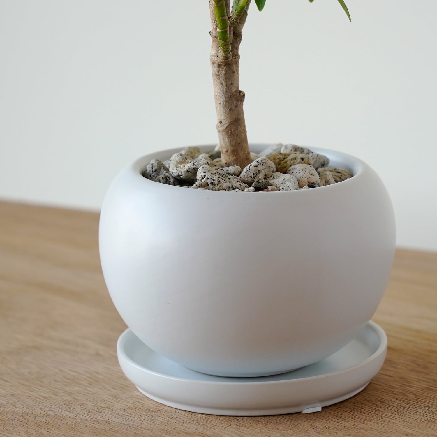 シェフレラ ホンコンコンパクタ | AYANAS（アヤナス）｜観葉植物の