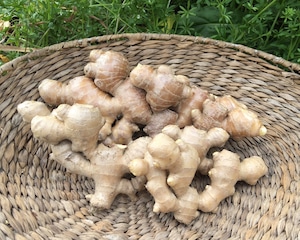 [お買得訳あり]囲い生姜1kg 栽培期間中農薬・化学肥料不使用