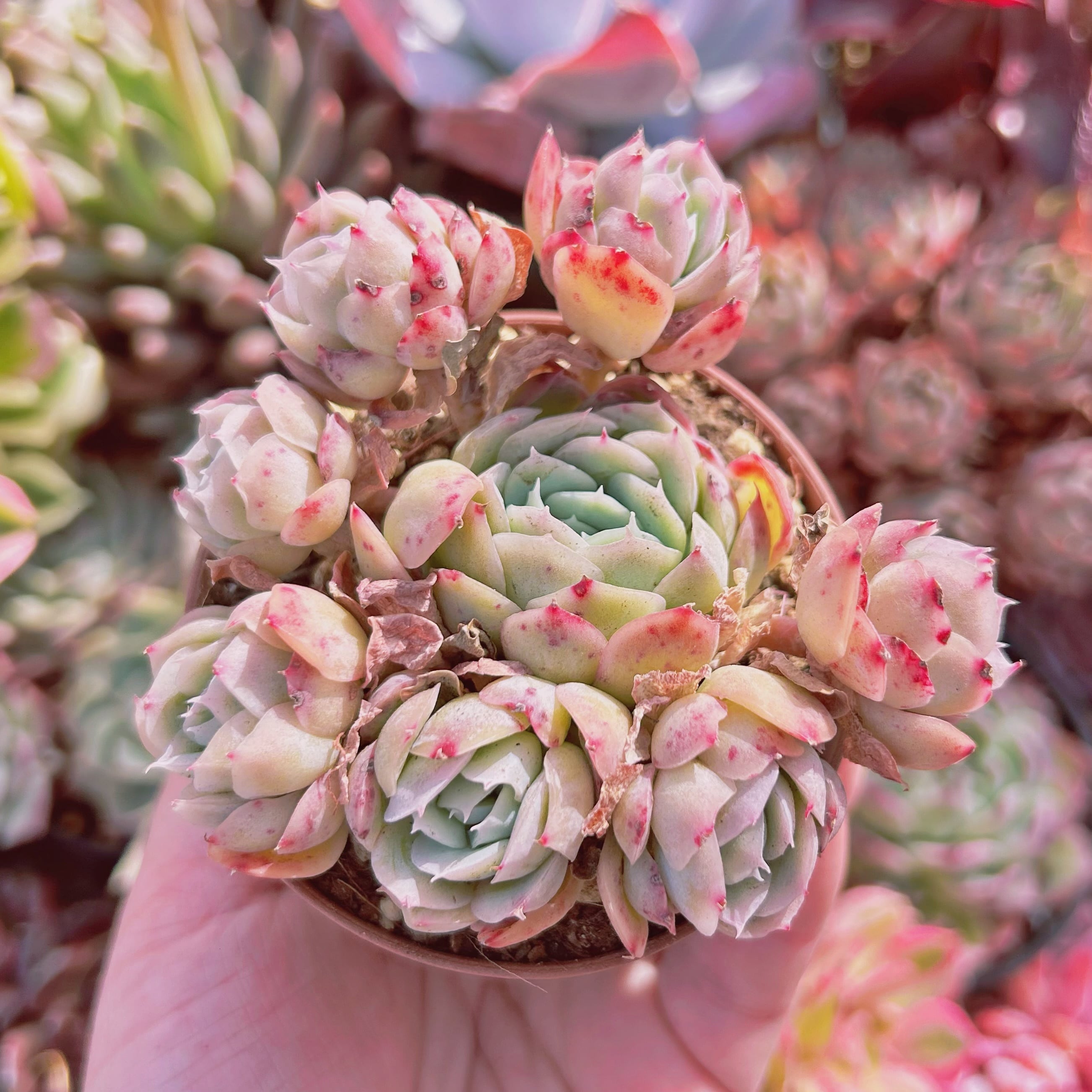 #256現物　多肉植物　ストロベリーアイス