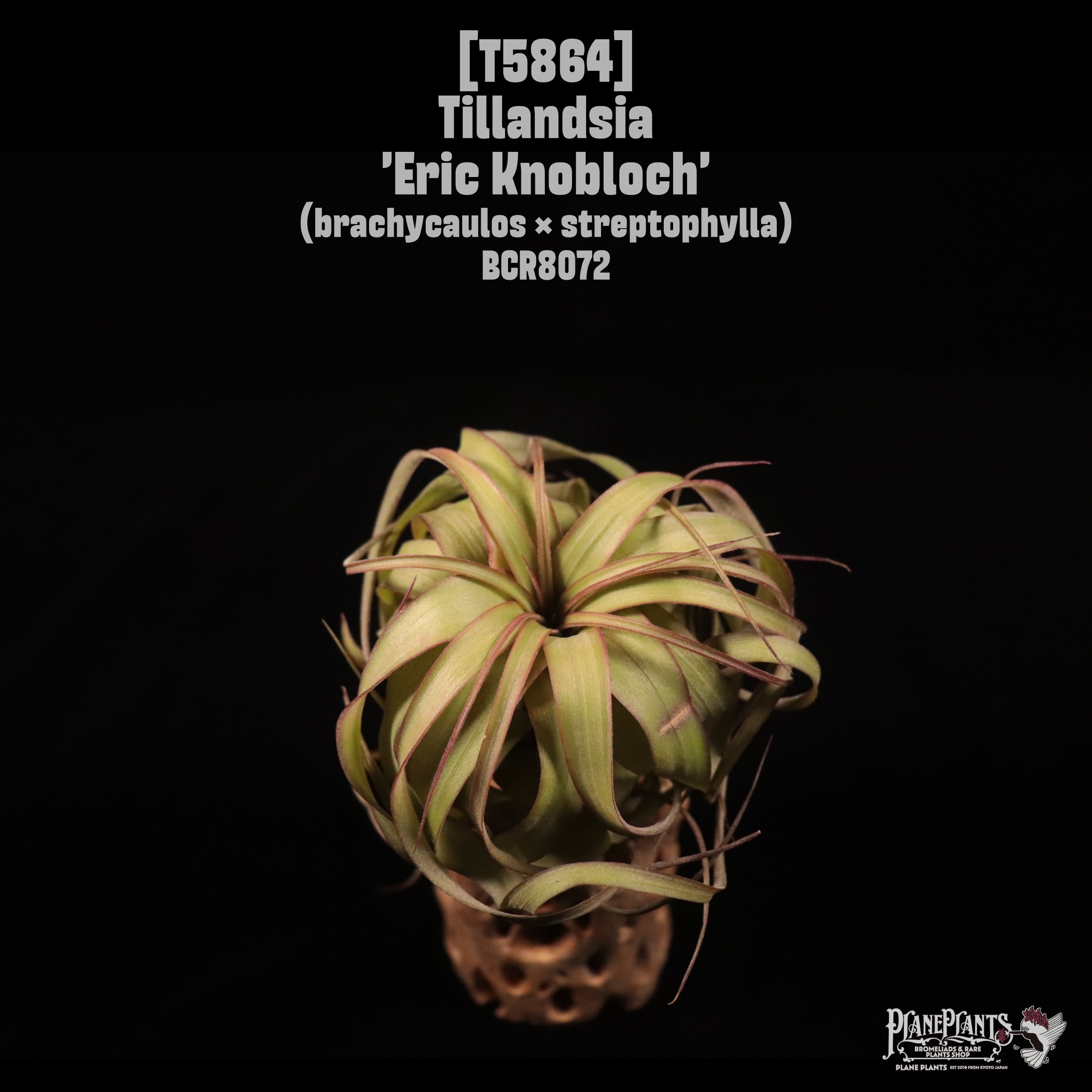 Tillandsia 'Eric Knobloch'〔ティランジア〕T5864