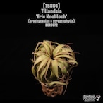 Tillandsia 'Eric Knobloch'〔ティランジア〕T5864