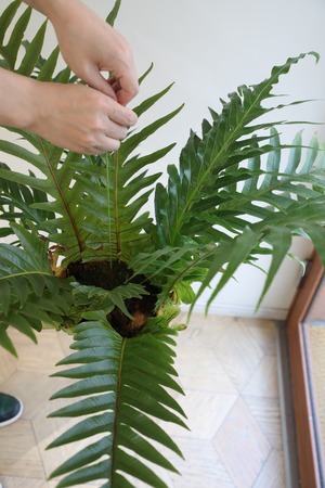 【L】アグラオモルファ コロナンス 苔玉　※ハンギング付き