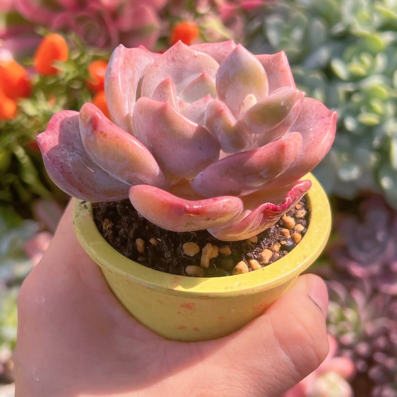 105株 R228-1 多肉植物 エケベリア 桜 サボテン 観葉植物 花 園芸 レア