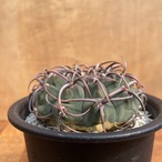 Gymnocalycium vatteri【ギムノカリキウム・狂棘バッテリー・実生】