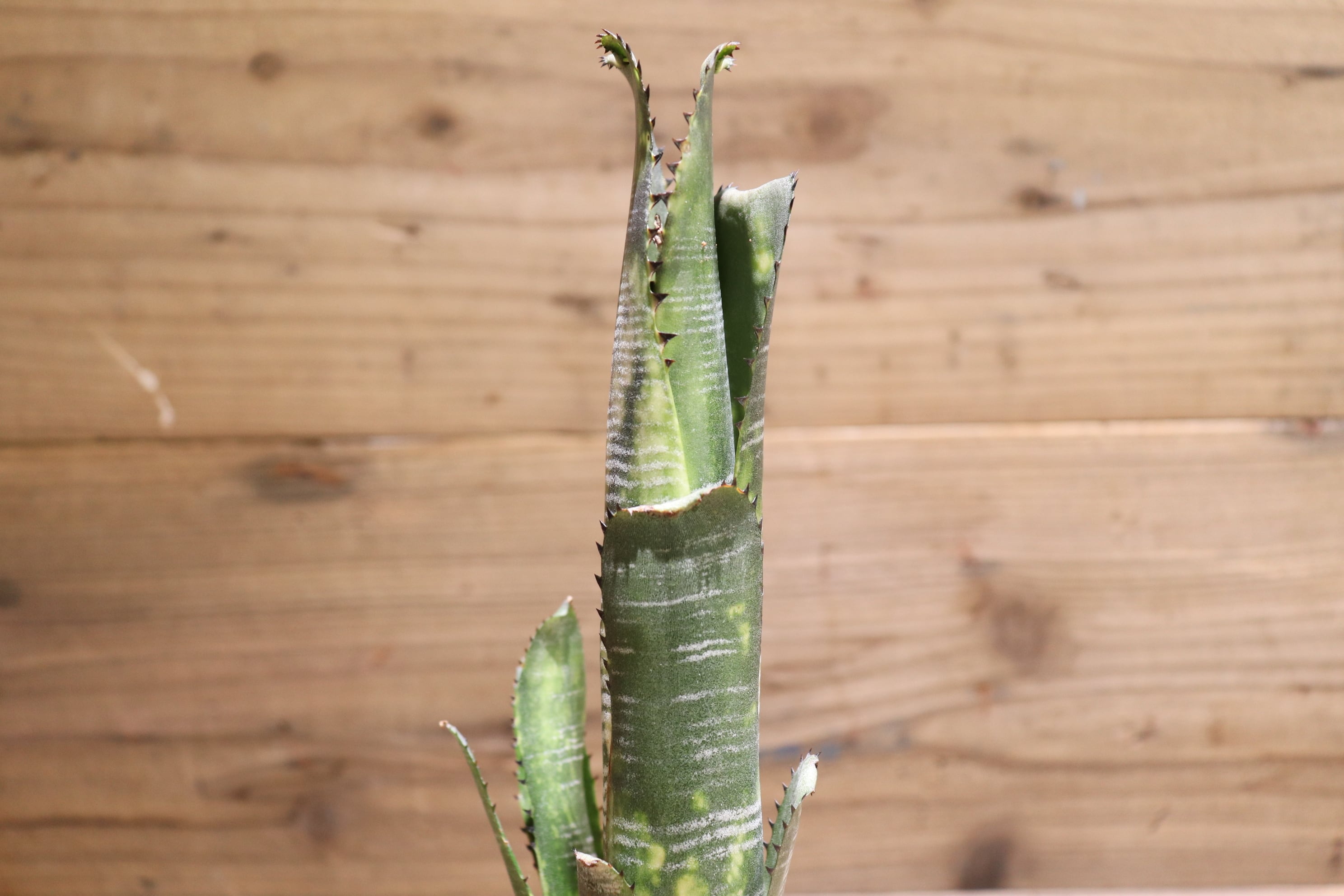 イベント先行販売】 Billbergia 'Domingos Martins' 子株付き イベント先行販売】 Billbergia 'Domingos Martins' 子株付き