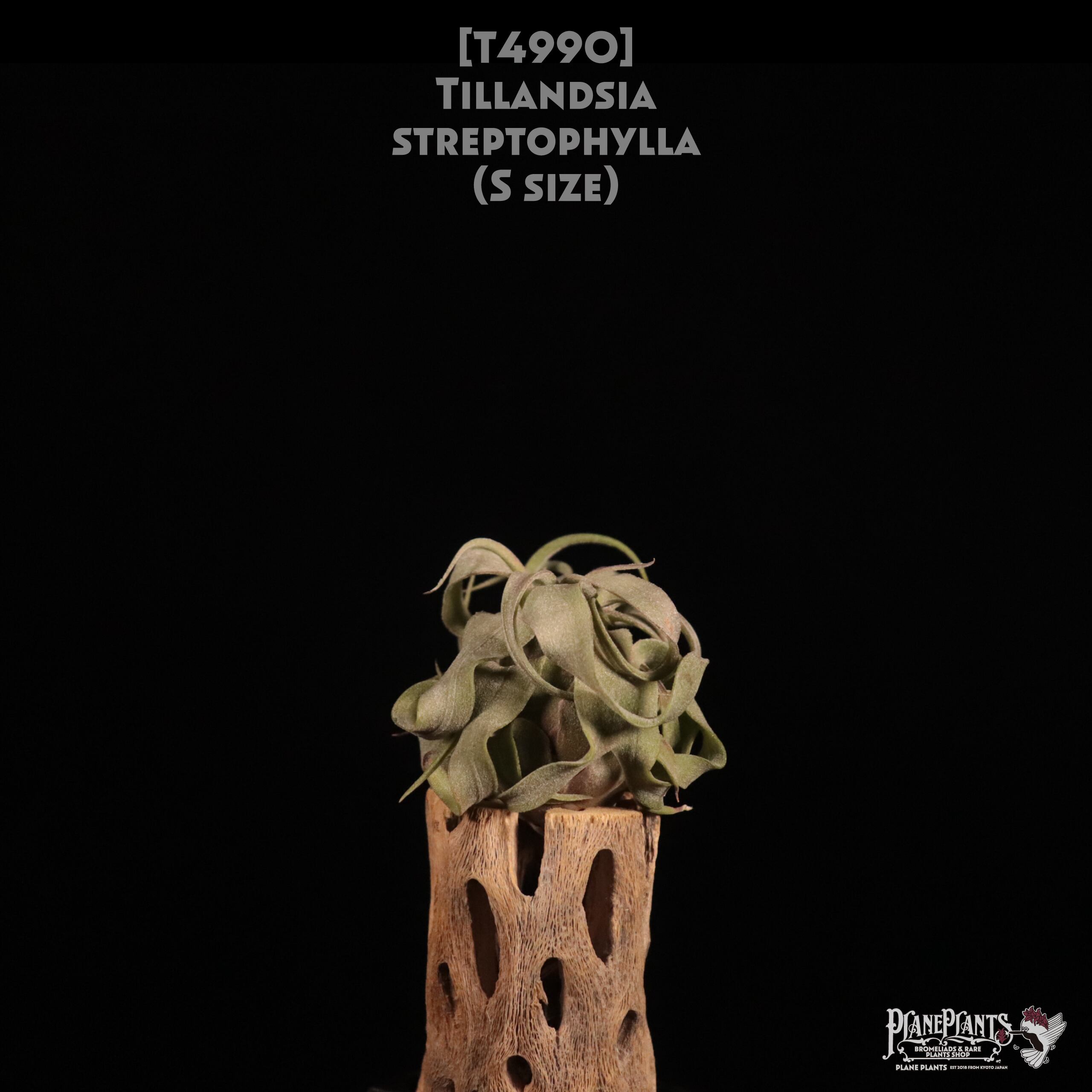 【送料無料】streptophylla S〔エアプランツ〕現品発送T4990