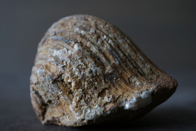 カリフォルニア産トリゴニア化石　Trigonia sp. 824