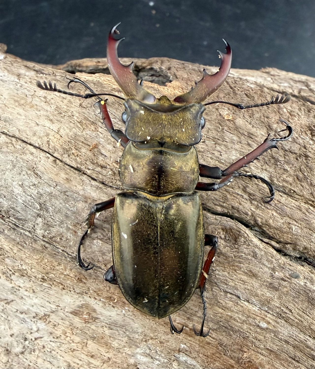 《ウェムケンミヤマ（ヴェムケンミヤマ） 52mm ペア+♂単》