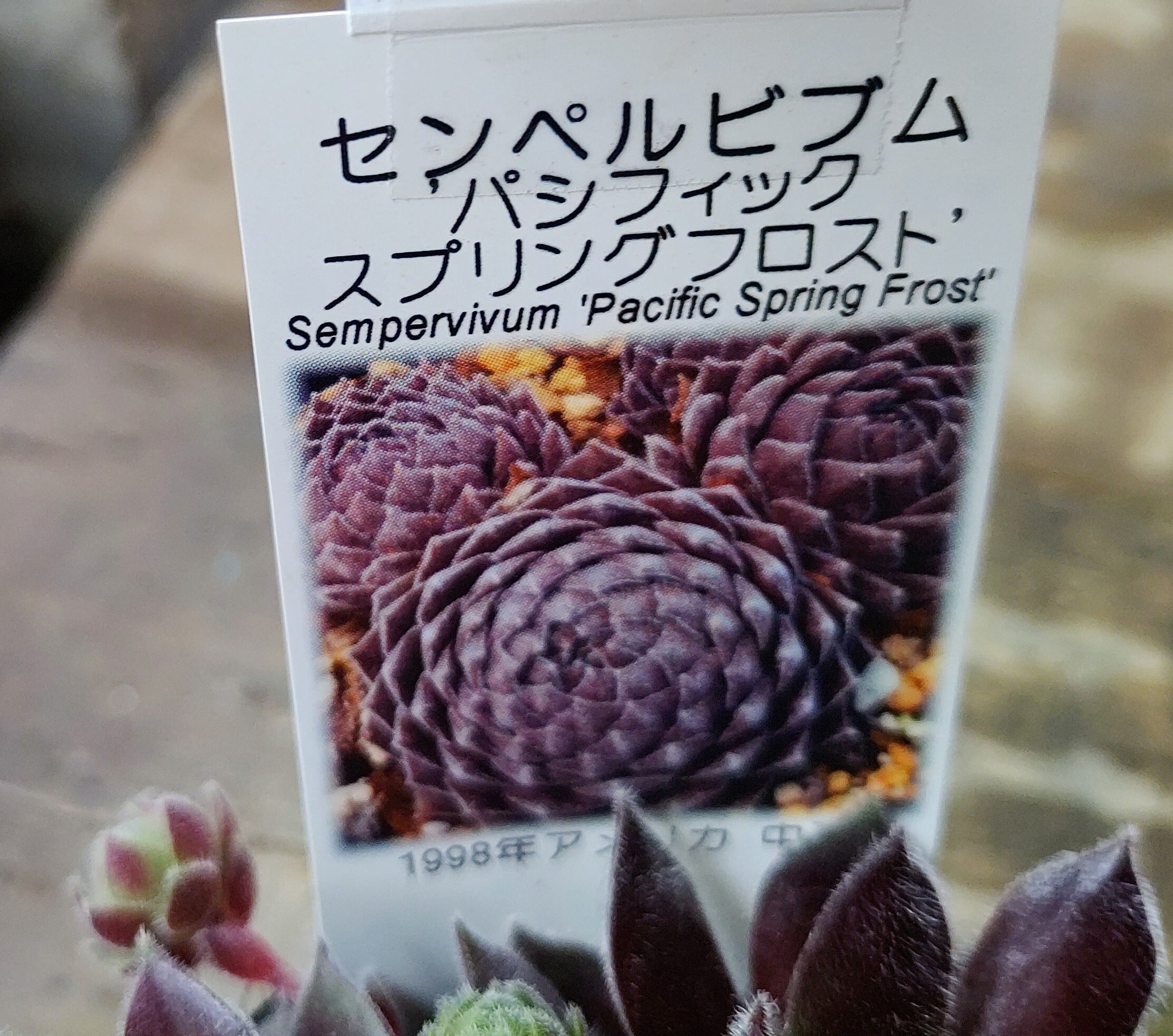 パシフィック スプリングフロスト(センペルビウム) | RuPo 多肉植物専門店