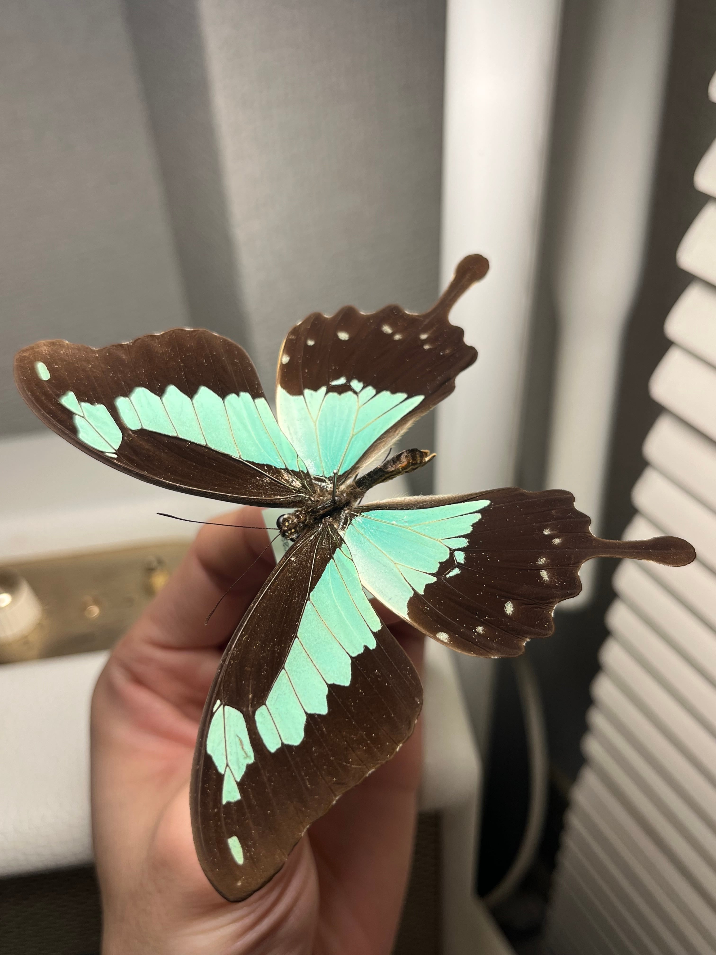 フォルカスミドリアゲハ オオルリアゲハ 外国産蝶標本 ヘリボシアオネ