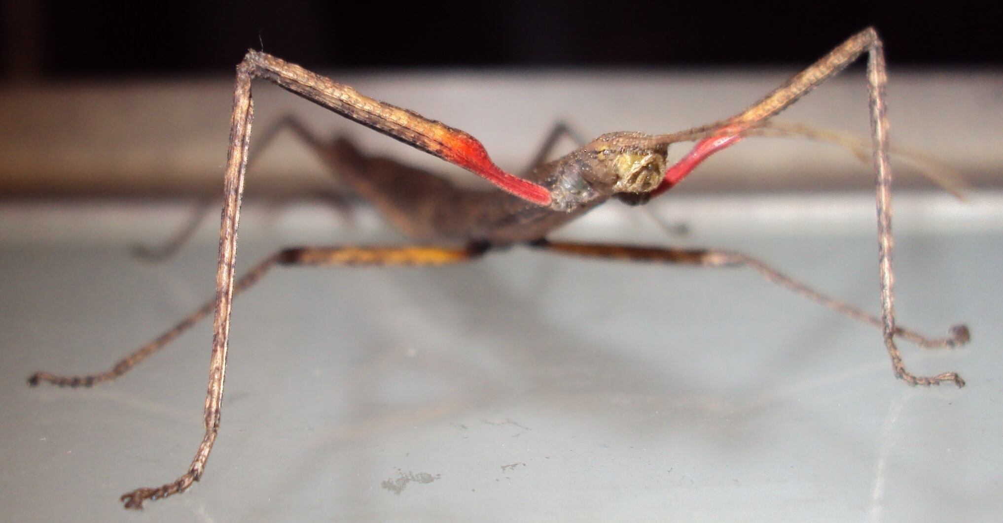 卵10個】インドナナフシ タランチュラコノハムシカマキリマンティス