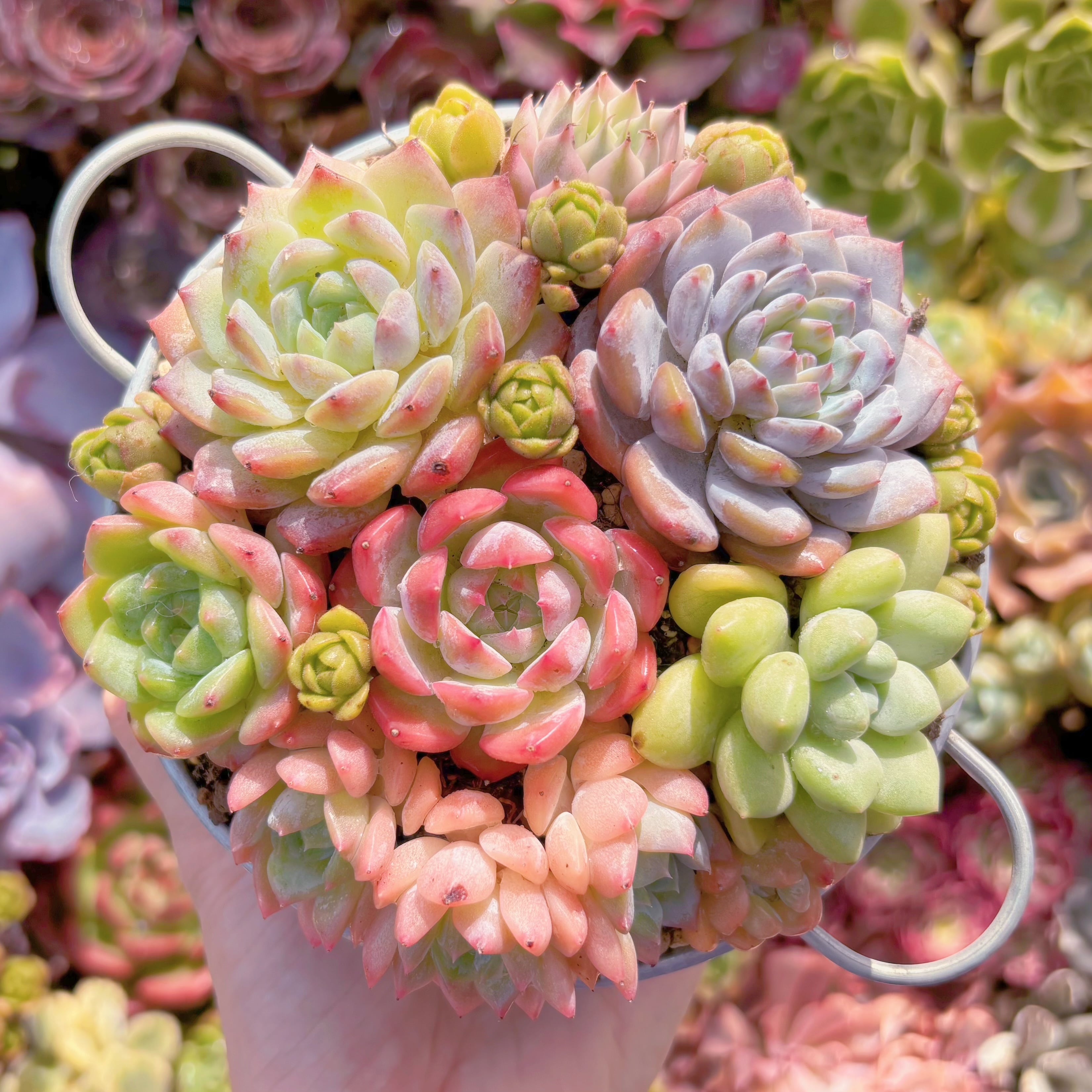 現品　寄せ植えセット#533　るる農園