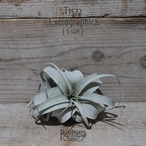 【送料無料】キセログラフィカ S〔エアプランツ〕現品発送T1572