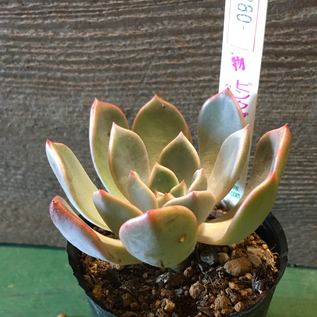 ピンクプリティ Rupo 多肉植物専門店 ピンクプリティ Rupo 多肉植物専門店