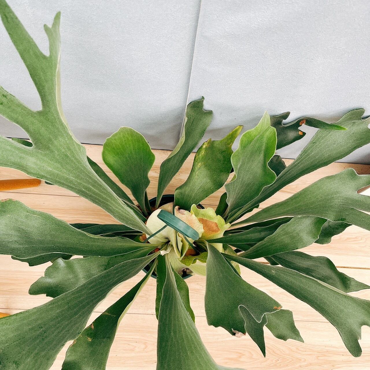 現品］1番 ビカクシダ ネザーランド 7号 コウモリラン 観葉植物 室内