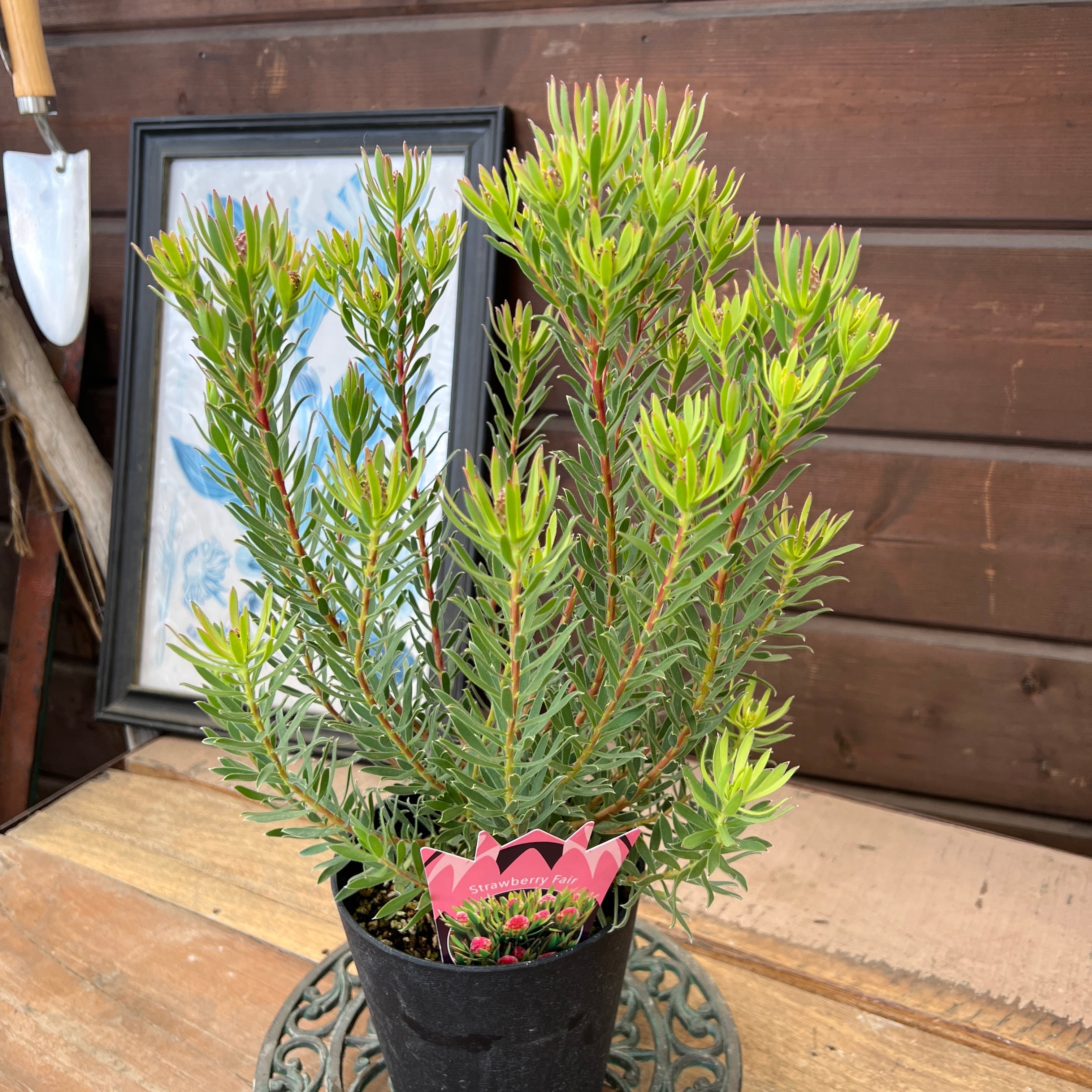 グレビレア シナフェア② | 沼ノ上農園