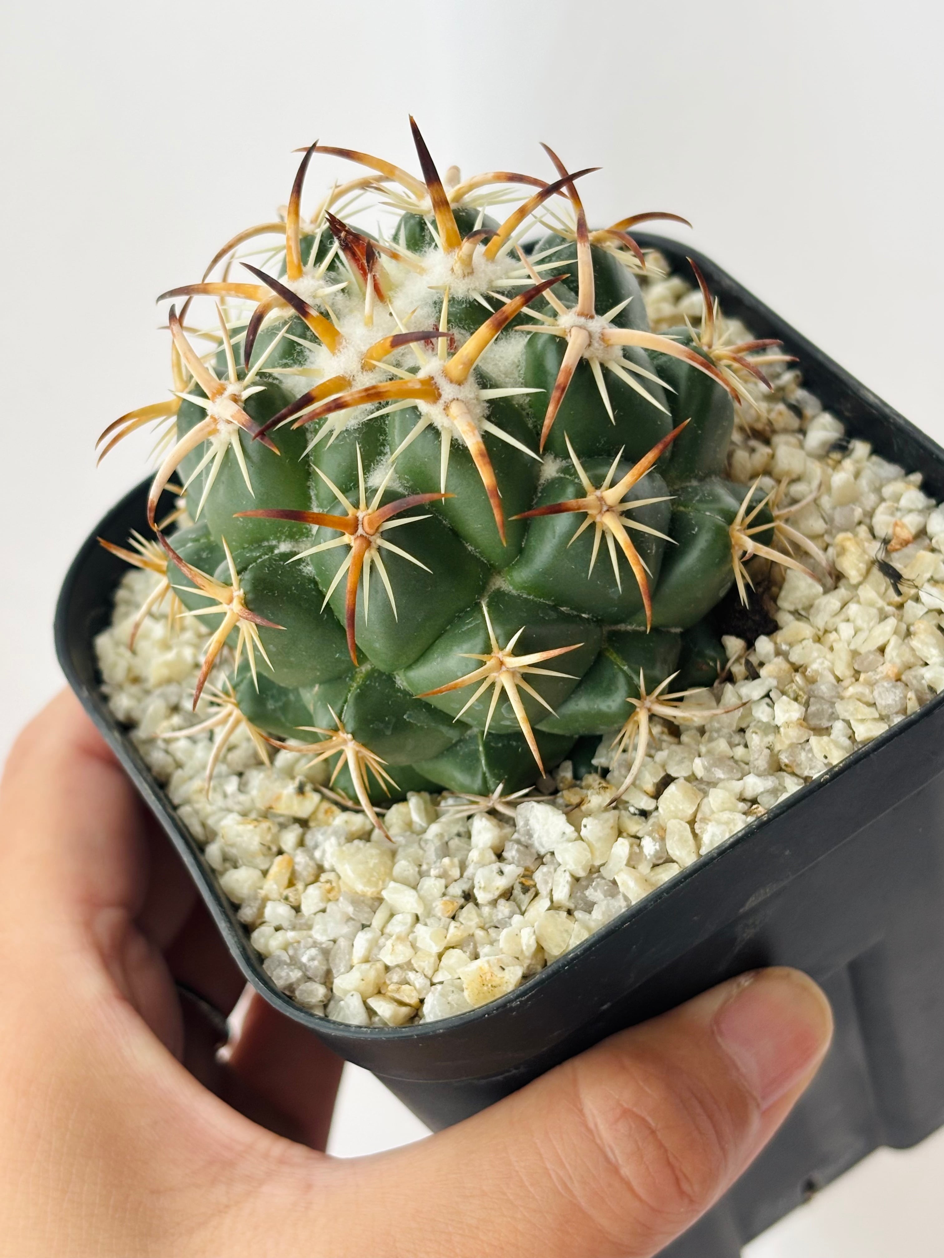 35．強刺トリプギオナカンサ サボテン 多肉植物 Coryphantha