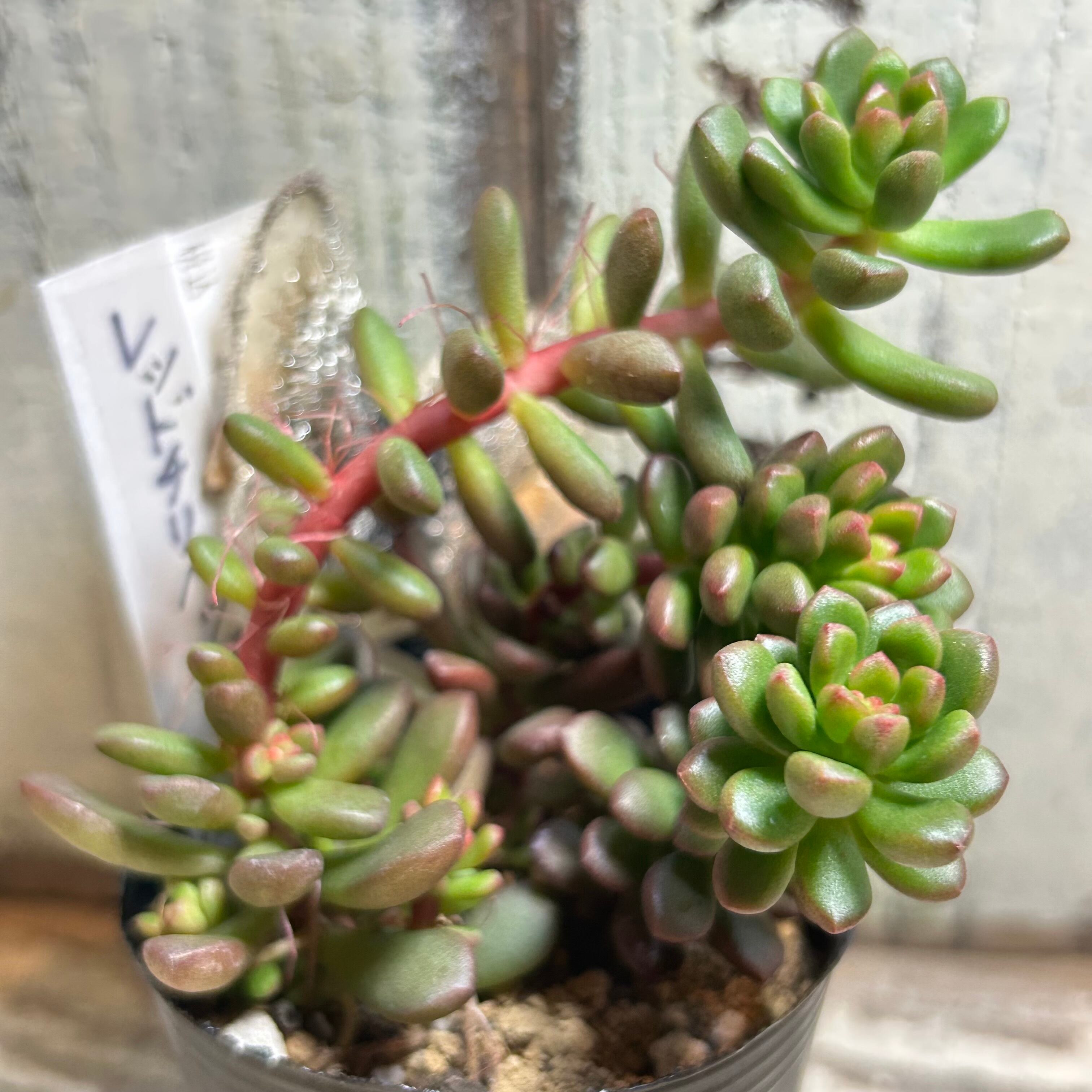 レッドチリペッパー | RuPo 多肉植物専門店