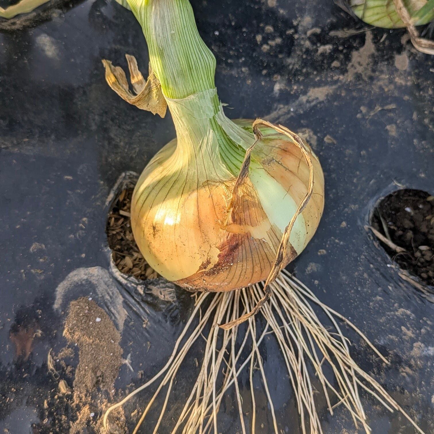 新玉ねぎ 【約4kg】木更津産 | やさしい畑だより