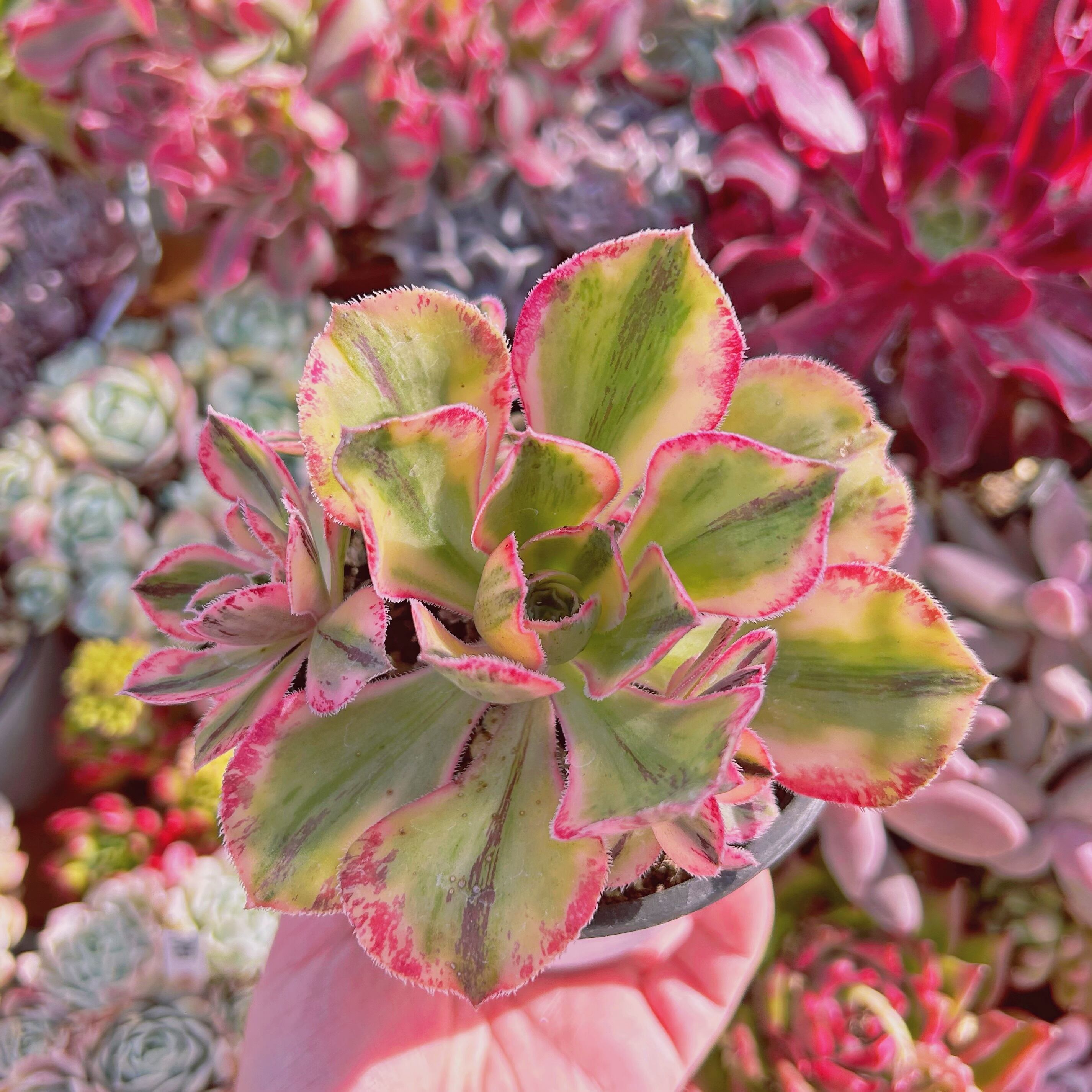 #797現物　多肉植物　Aeonium  ロスコープ錦　 抜き苗