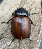 【WD】《サンボンヅノカブト 75mm ペア》