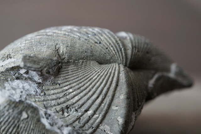 オハイオ州産黄鉄鉱化腕足類化石 Paraspirifer bownockeri 1482