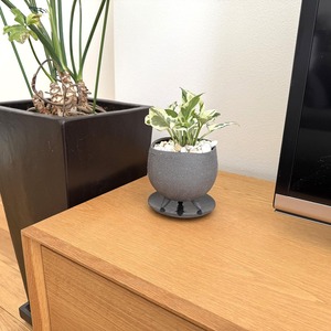 ポトス・エンジョイ