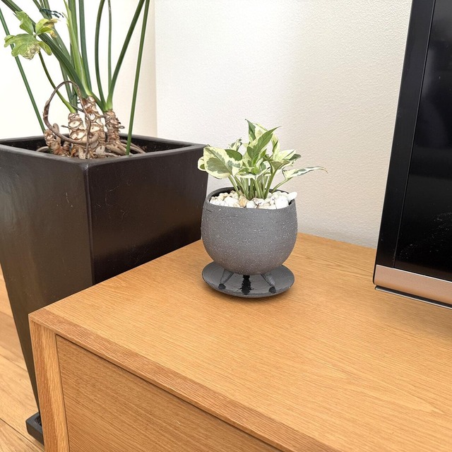 ポトス・エンジョイ