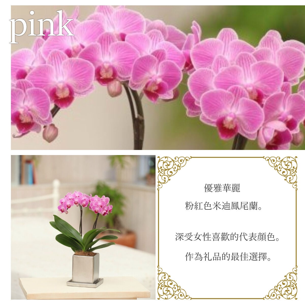 ミディ胡蝶蘭2本立 クローム鉢 4号 イエロー系／ピンク系 | Tokyo