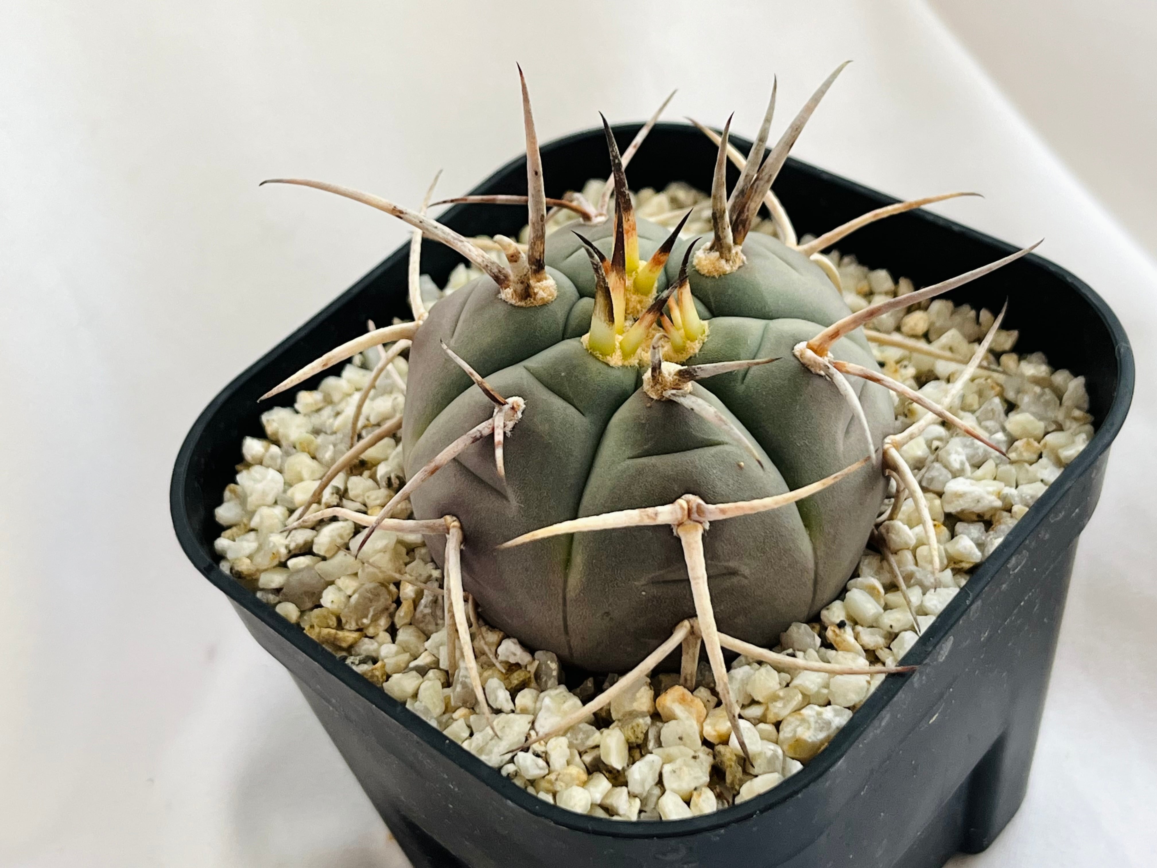 Gymnocalycium cardenasianum ギムノカリキウム 光琳玉 サボテン
