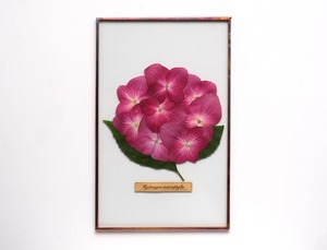 紫陽花のガラス標本 no.19 -Hydrangea Glass Specimen-