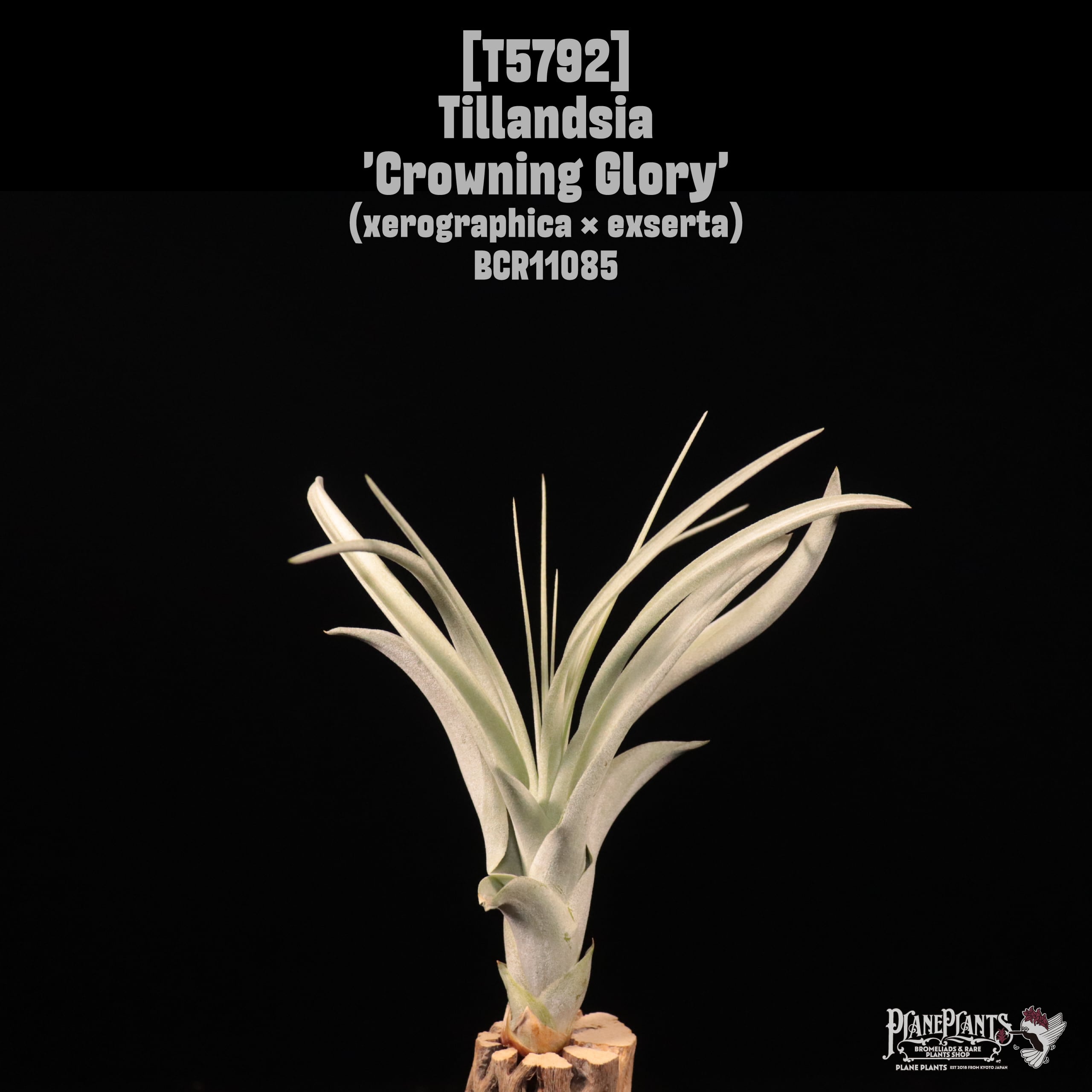 【reserved】Tillandsia 'Crowning Glory'〔ティランジア〕T5792
