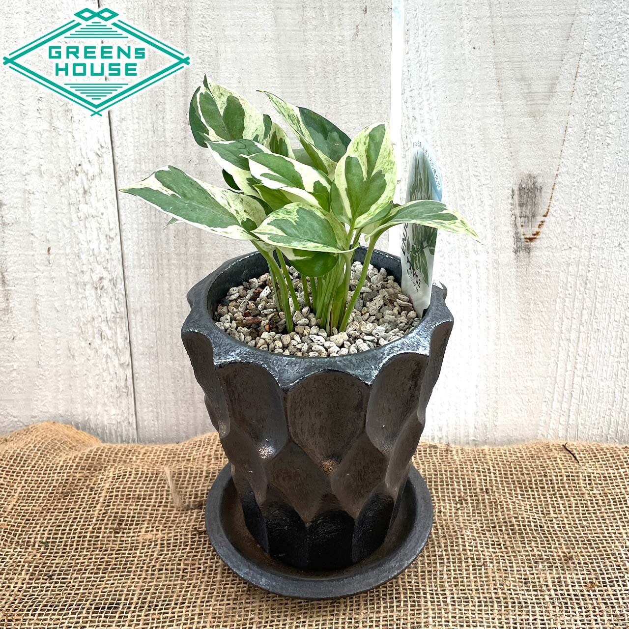 ポトス エンジョイ 信楽焼 陶器鉢付 送料込み 観葉植物 カッコいい Greenshouse ポトス エンジョイ 信楽焼 陶器鉢付 送料込み 観葉植物 カッコいい Greenshouse