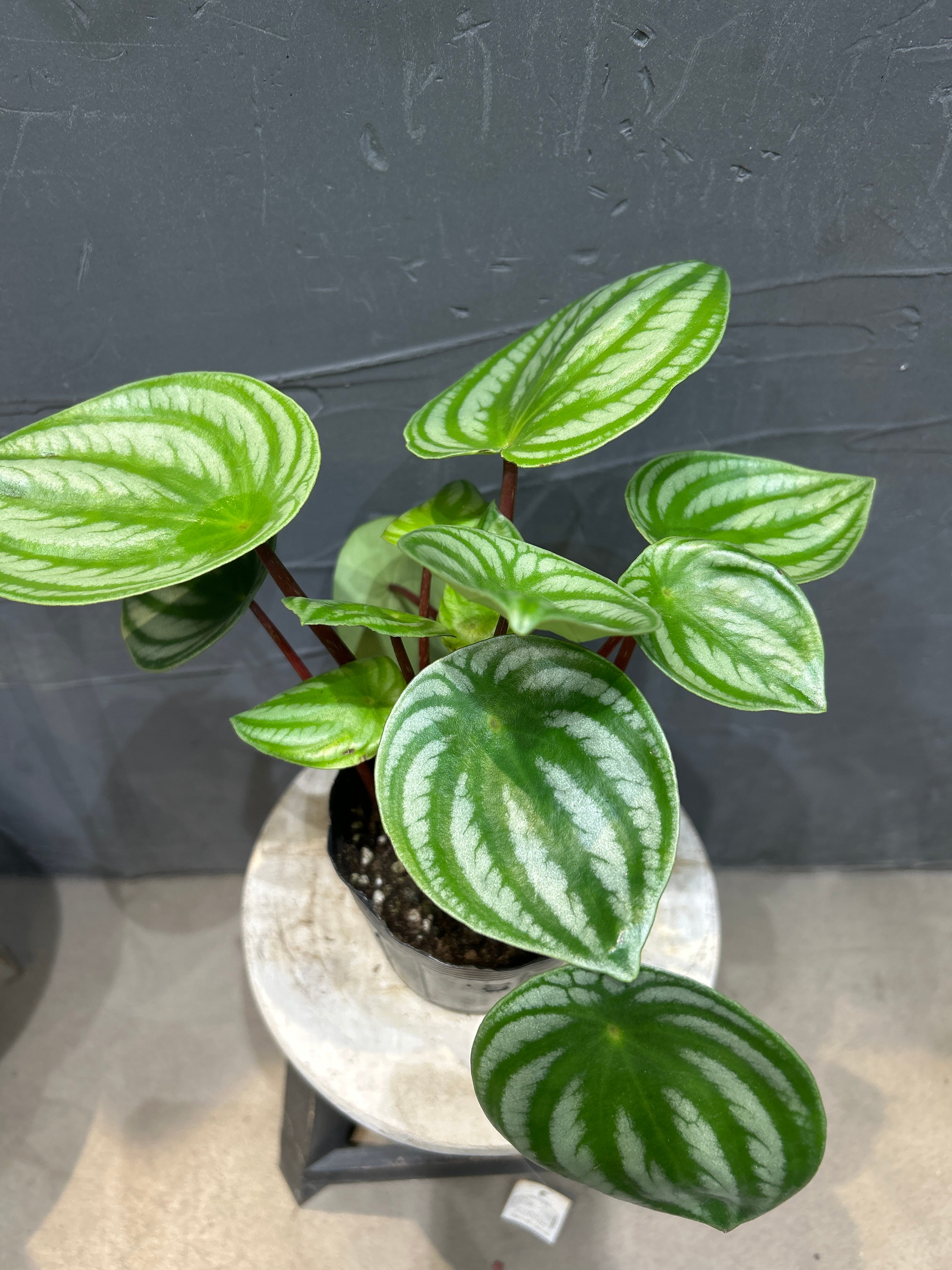 観葉植物 | MIDORIYA 観葉植物専門店