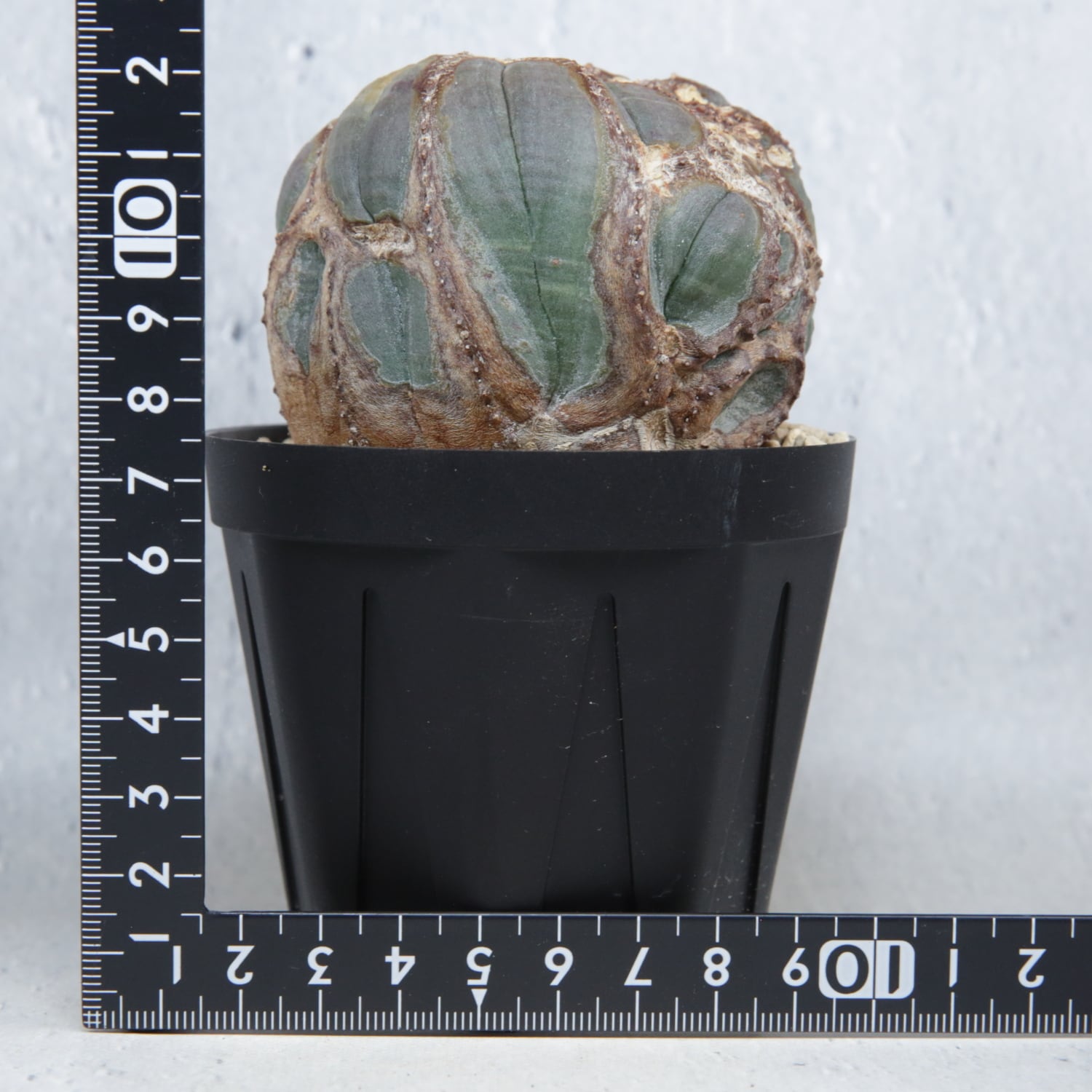 大株 最大幅 約7.3cm 超捻じれ 異型 オベサ / 木質化 ユーフォルビア