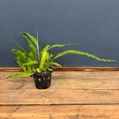 【伊藤蟻】Drynaria quercifolia Lahat, South Sumatra【321】