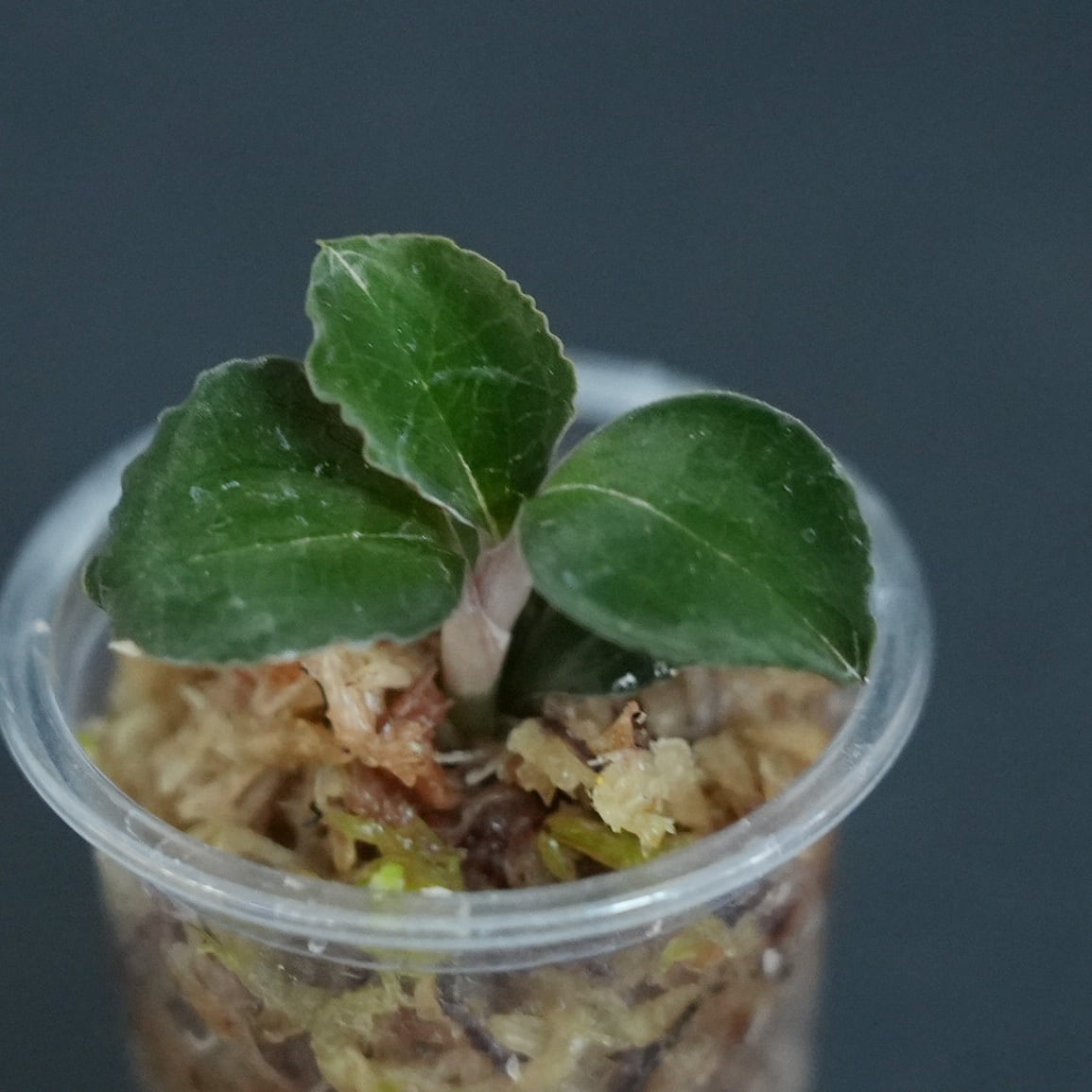 アネクトキルス ”ブラック スワン”【ジュエルオーキッド／宝石蘭