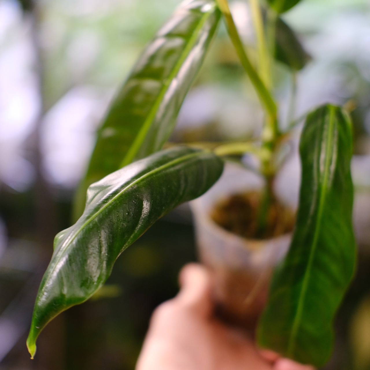 フィロデンドロン パトリシアエ / Philodendron patriciae⑧ / 観葉植物