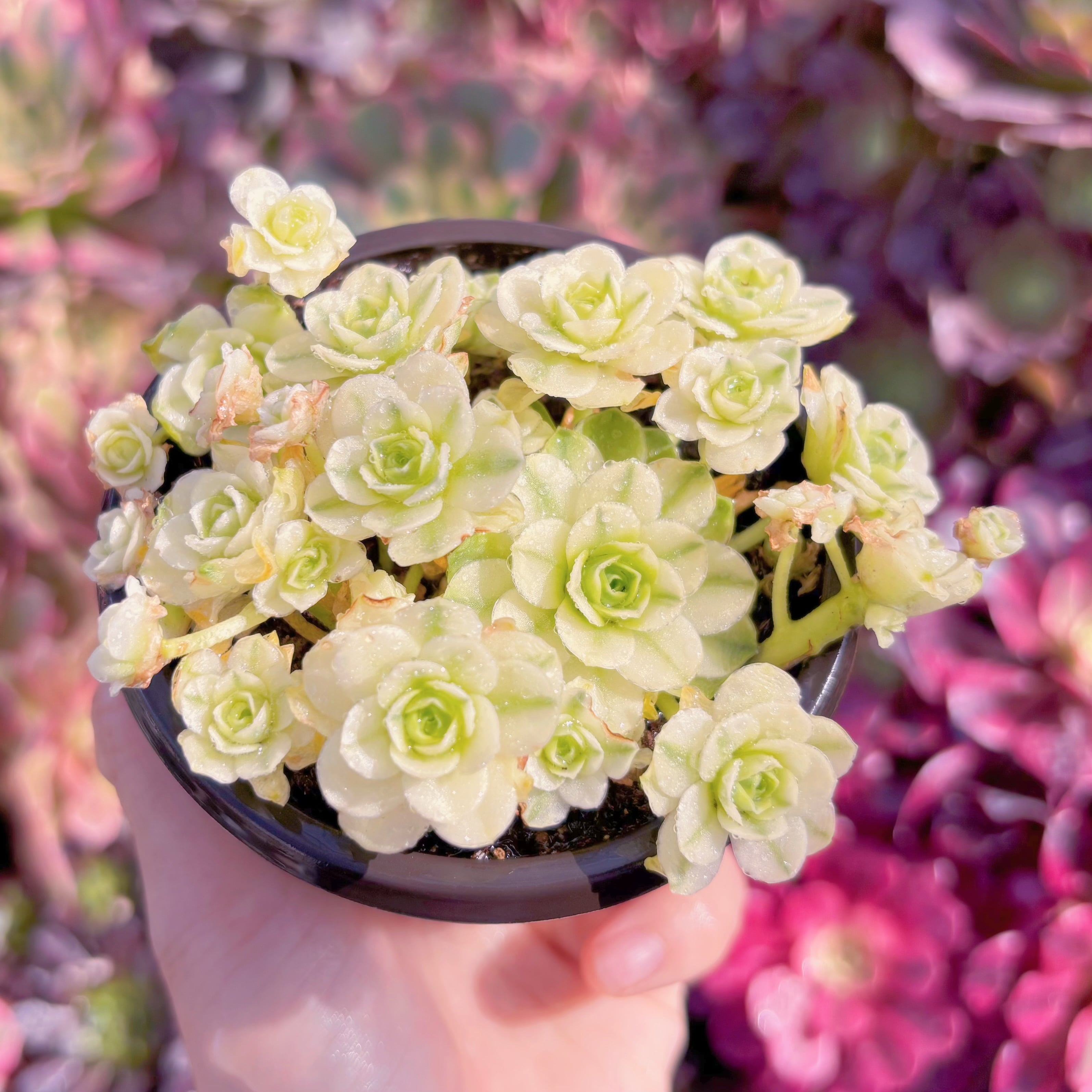 現品　キャッツアイ錦#K111　群生　新入荷　るる農園