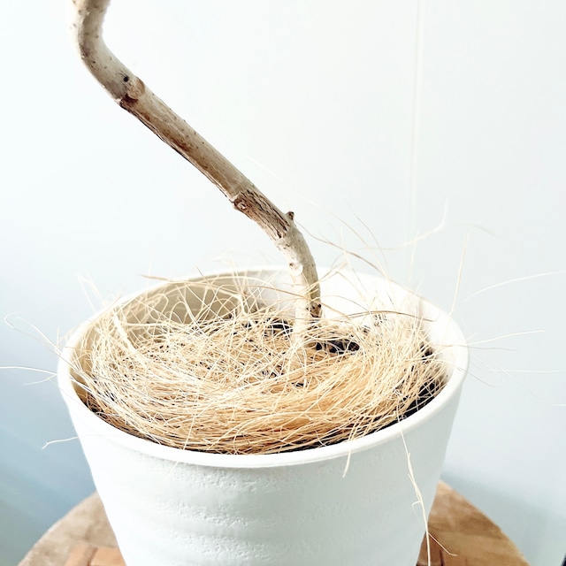 【一点もの】フィカス・アルテシマ 美しい曲がり樹形 calm cafe 57