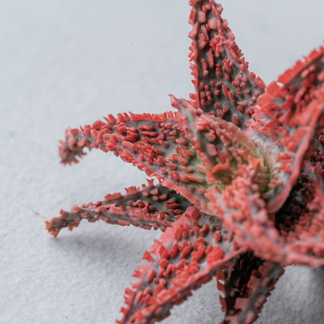 アロエ ハイブリッド -Aloe hybrid- No.25