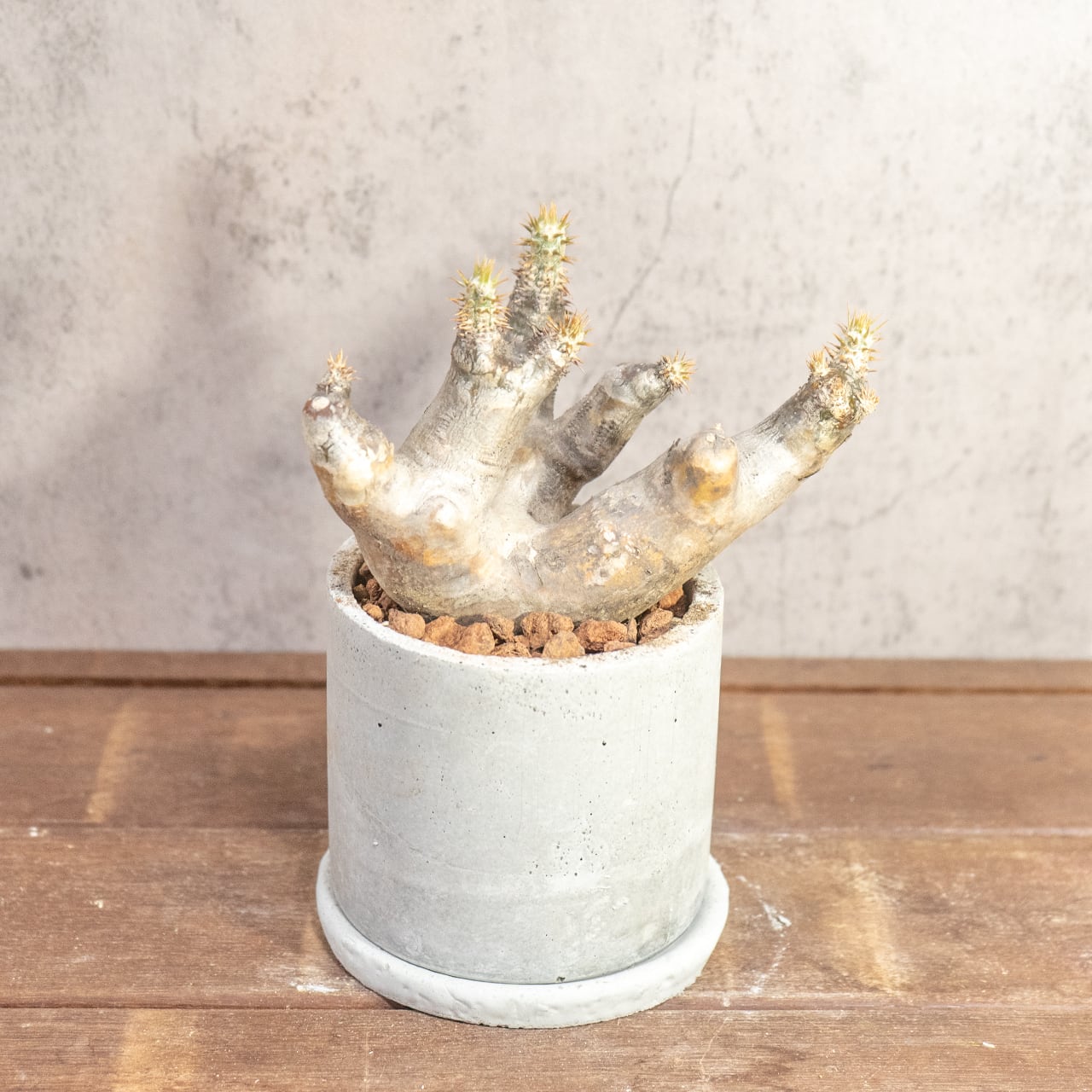 根腐れを防ぐ独自配合の用土で仕立てたマカイエンセ。手づくりモルタル鉢とのモダンなセット。初心者の方でも安心して育てられます|虫発生抑制