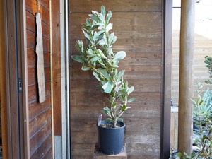 【現物】プロテア　"マグニフィカ"