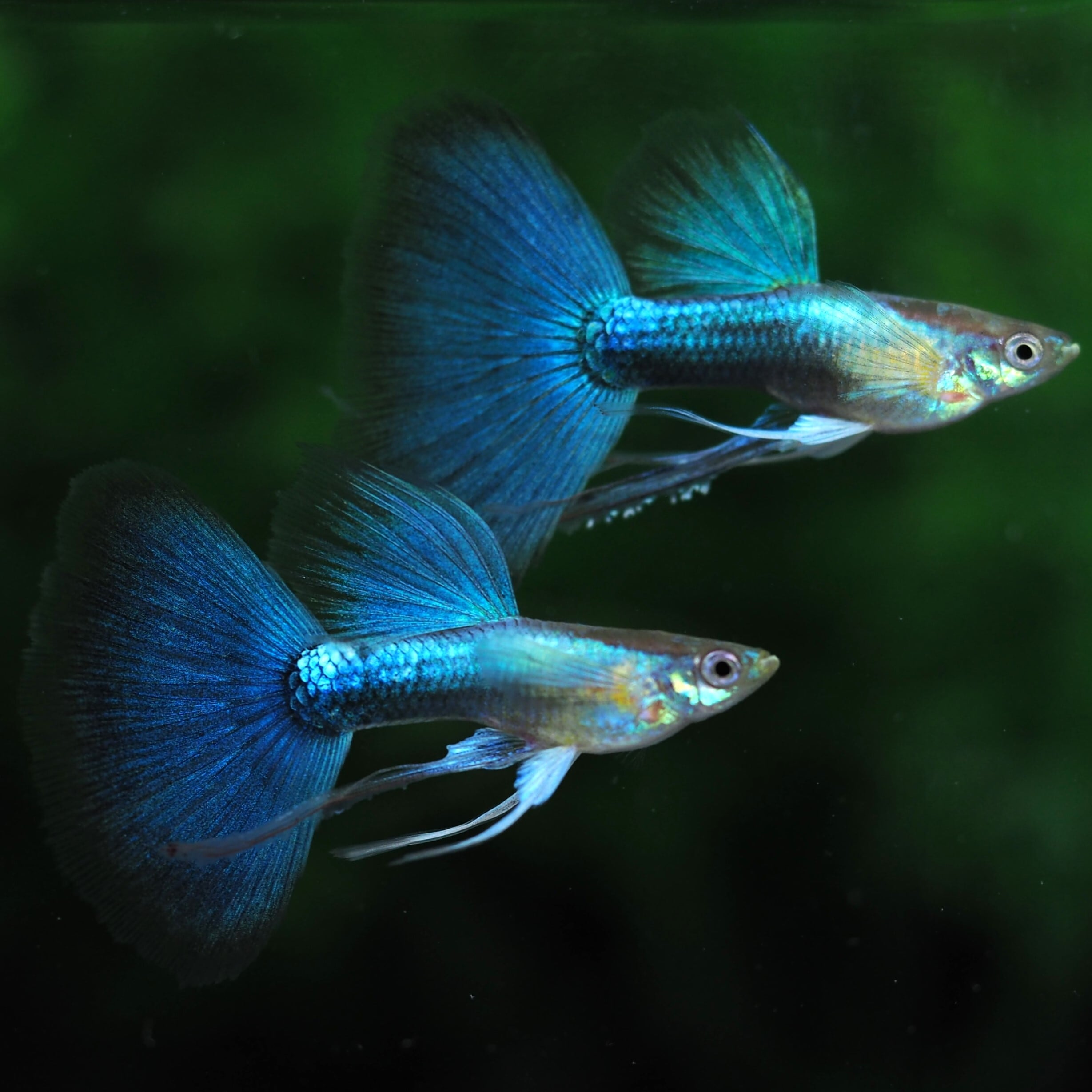 GUPPY | 伊豆グッピーファーム