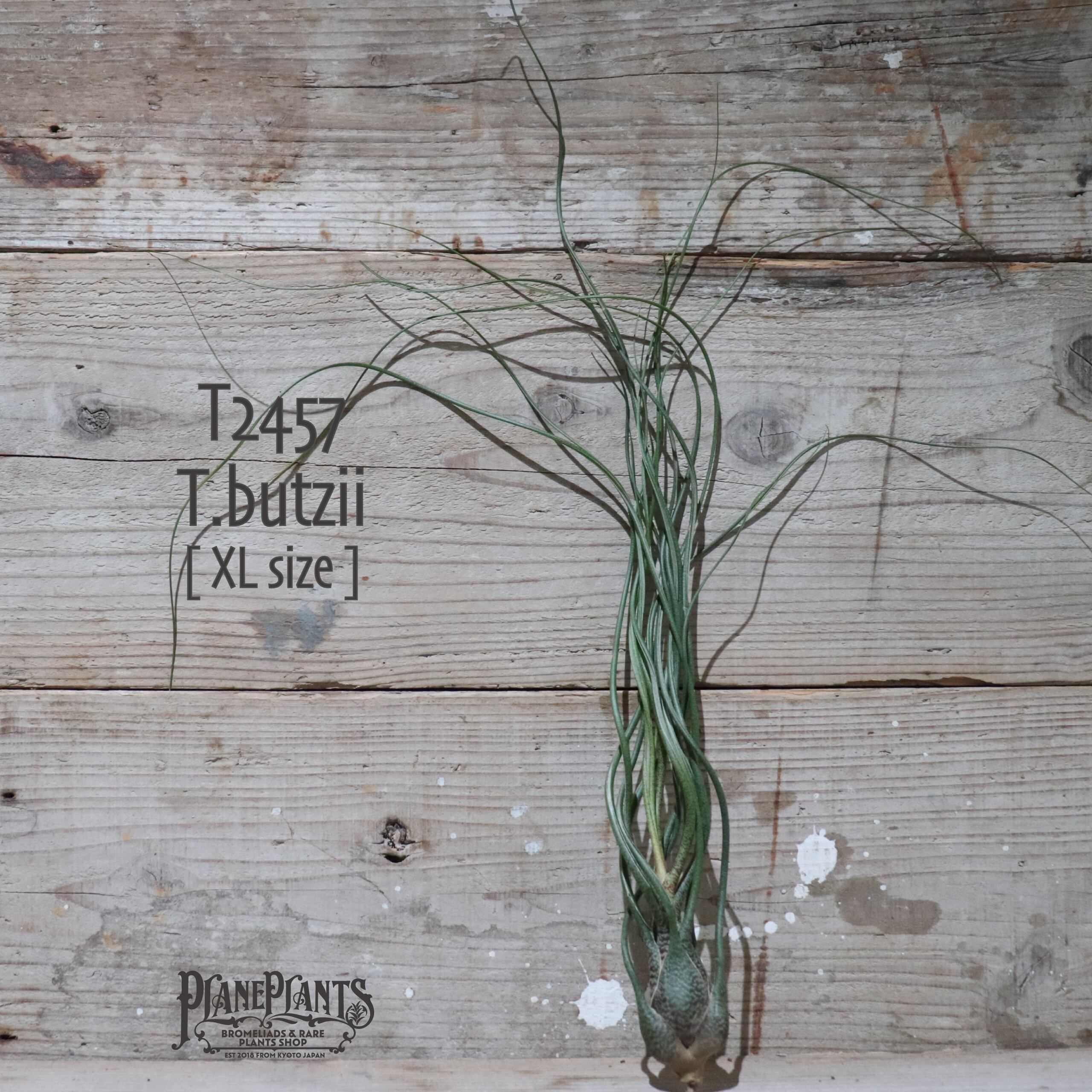 【送料無料】butzii XL 〔エアプランツ〕現品発送T2457