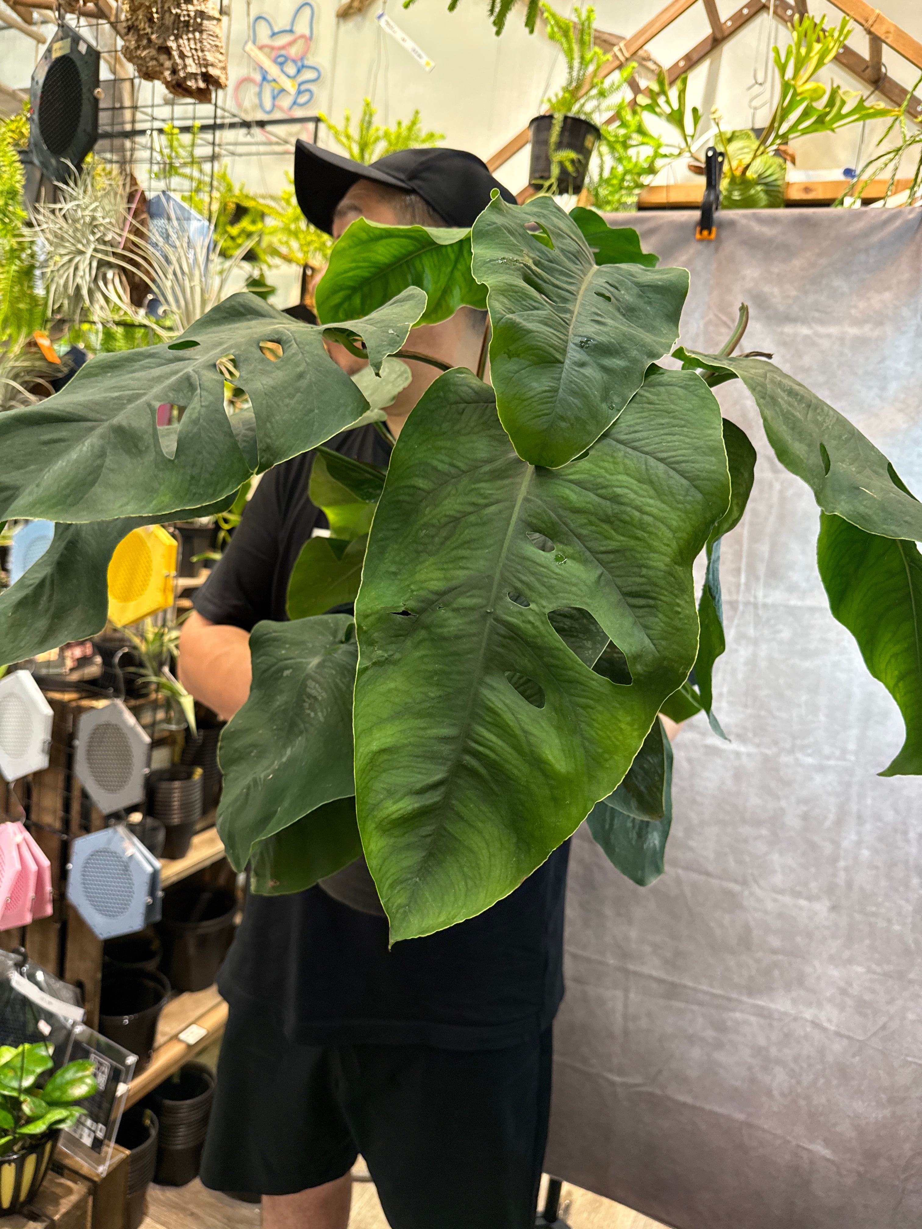 モンステラ デュビア 7号 | Gardenえん 【観葉熱帯植物】
